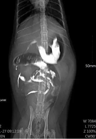 福懋动物医院管理,福懋动物医学