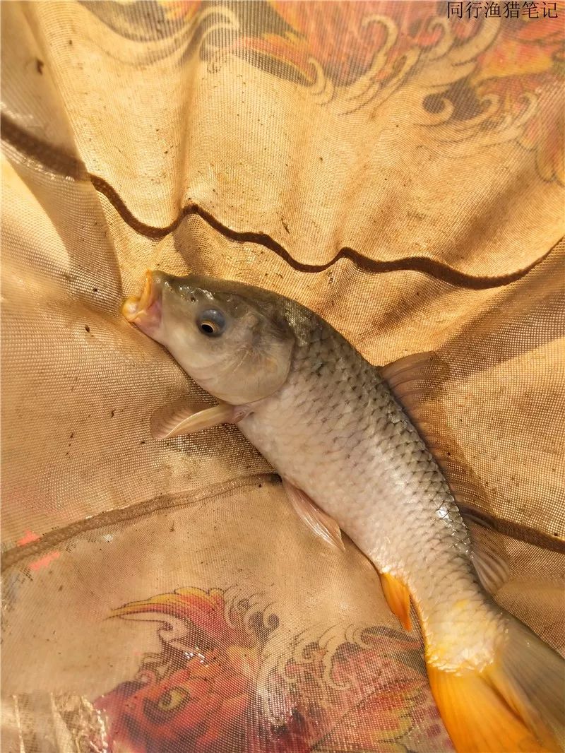 钓鱼笔记1,钓鱼笔记最新视频