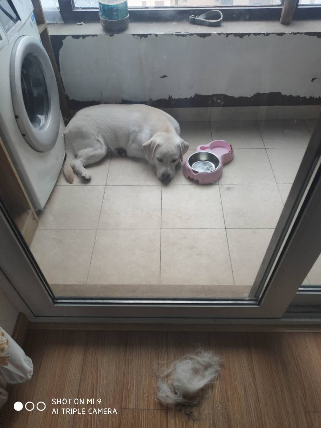 养两只拉布拉多是怎样的体验,养只拉布拉多能收获多种体验