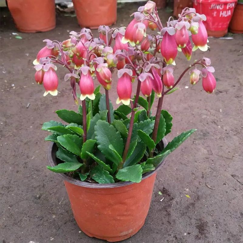 像红灯笼一样的小宫灯长寿花,在家养灯笼花盆栽