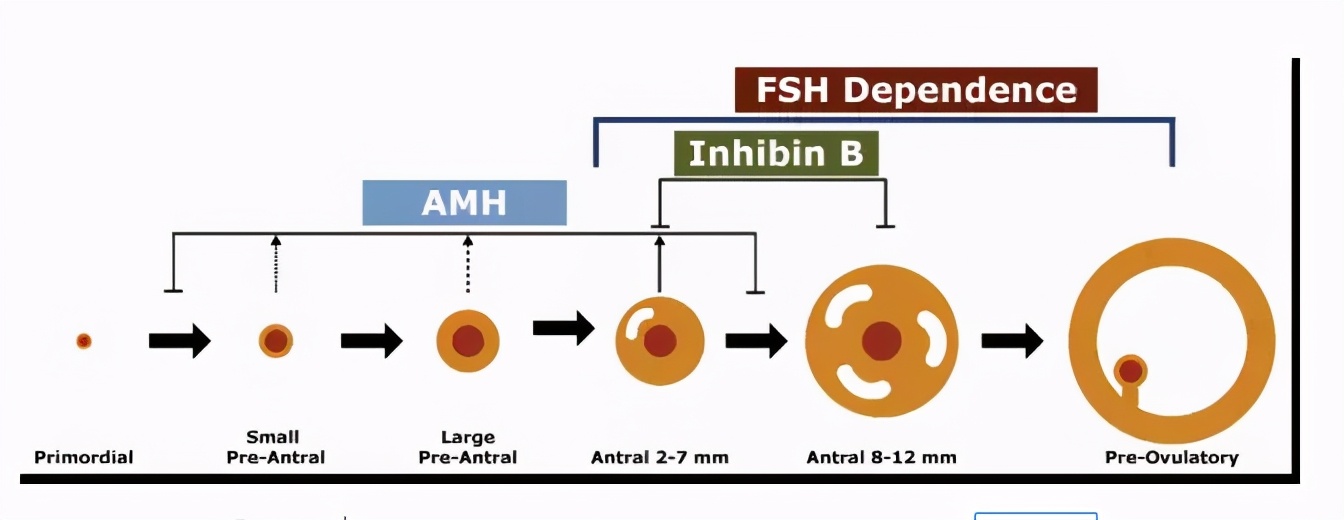 “三孩”生育政策来了，你的卵巢功能还跟得上吗？