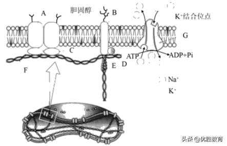 生物高考细胞膜知识点,细胞膜高考知识点