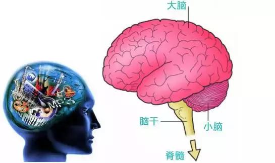 脑胶质瘤患者的疾病知识问答,脑胶质瘤权威知识