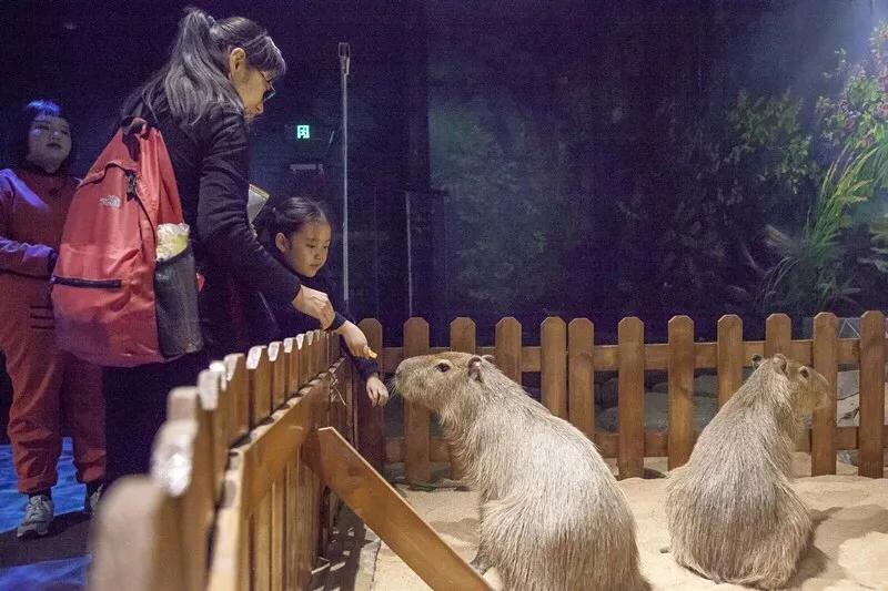 春节去哪里旅游好吃的多一点,好嗨哟吃喝玩乐