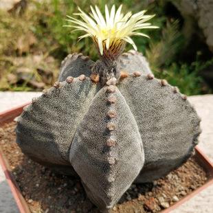 太极莲仙人球,狂莲仙人球