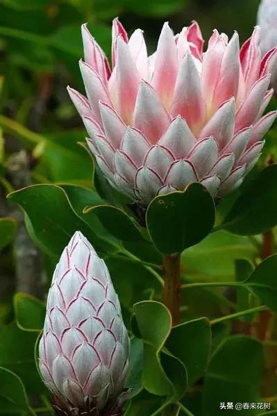 神奇的植物图片及介绍大全,十大最好的神奇植物