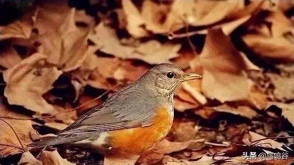 看图识鸟图片及答案,看图识鸟软件哪个好用