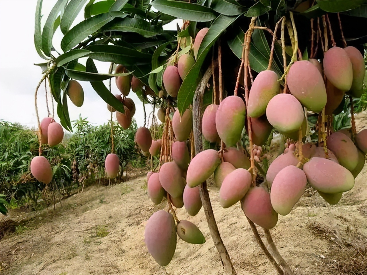 他花2500卢比买了一棵果苗,意外种出“每颗近万元”的梦幻芒果