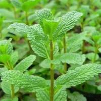 云南的薄荷是哪种,云南的薄荷和外省的薄荷不一样