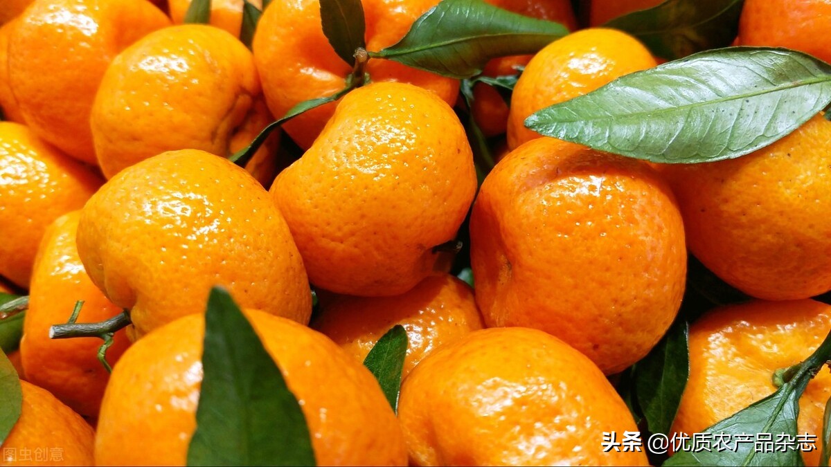 柑橘园水肥一体化,展示最新柑橘建园技术