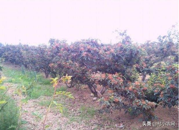 花椒种植的利润分析一亩成本多少,种植花椒行业前景如何呢