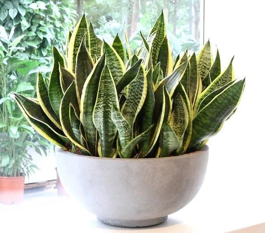 除甲醛排名第一的植物是绿萝吗,新房除甲醛是植物好还是活性炭好