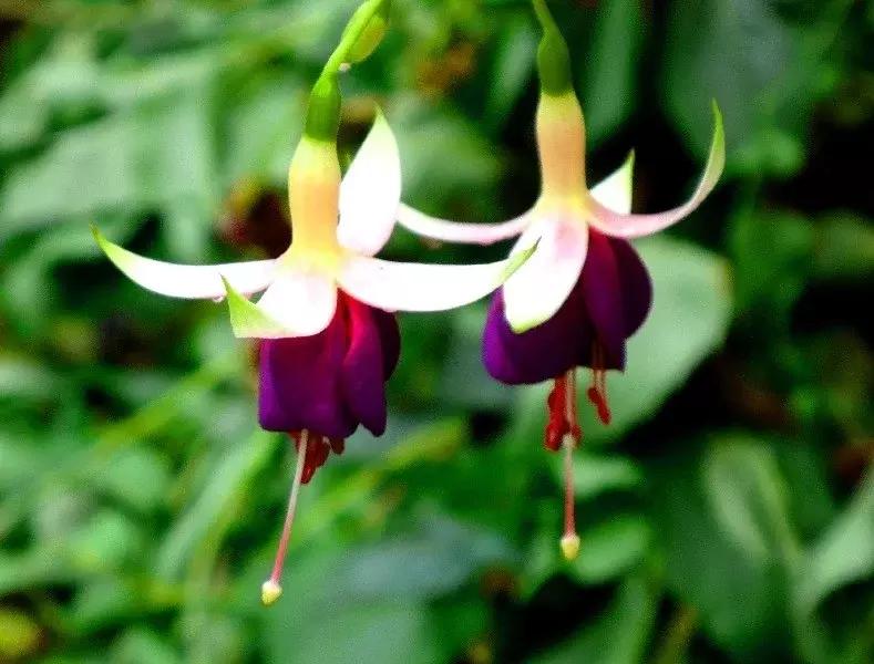 惊艳倒挂金钟,惊艳倒挂金钟图片