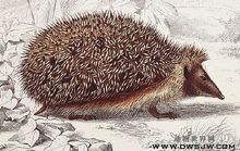 凌晨狗子发现一只刺猬,狗狗捡到了只刺猬