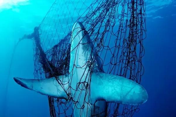 怎么淹死一条鱼,科普冷知识之怎么淹死一条鱼