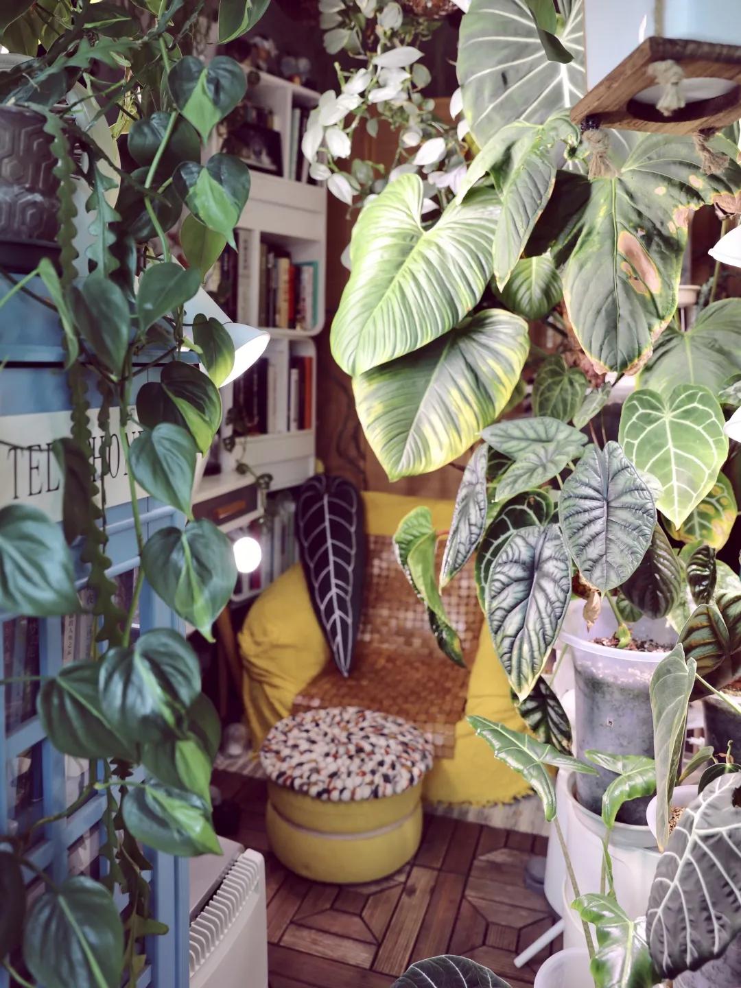 没花园怎么种花？从东北到广东，4位大神在室内种出植物园，绝美