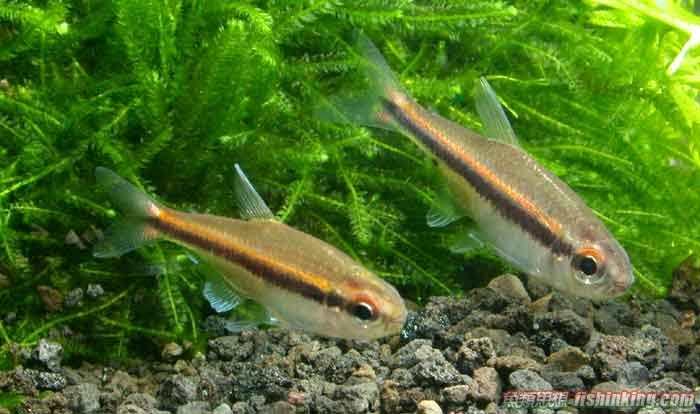 草缸灯鱼专用灯,草缸专用灯防太阳