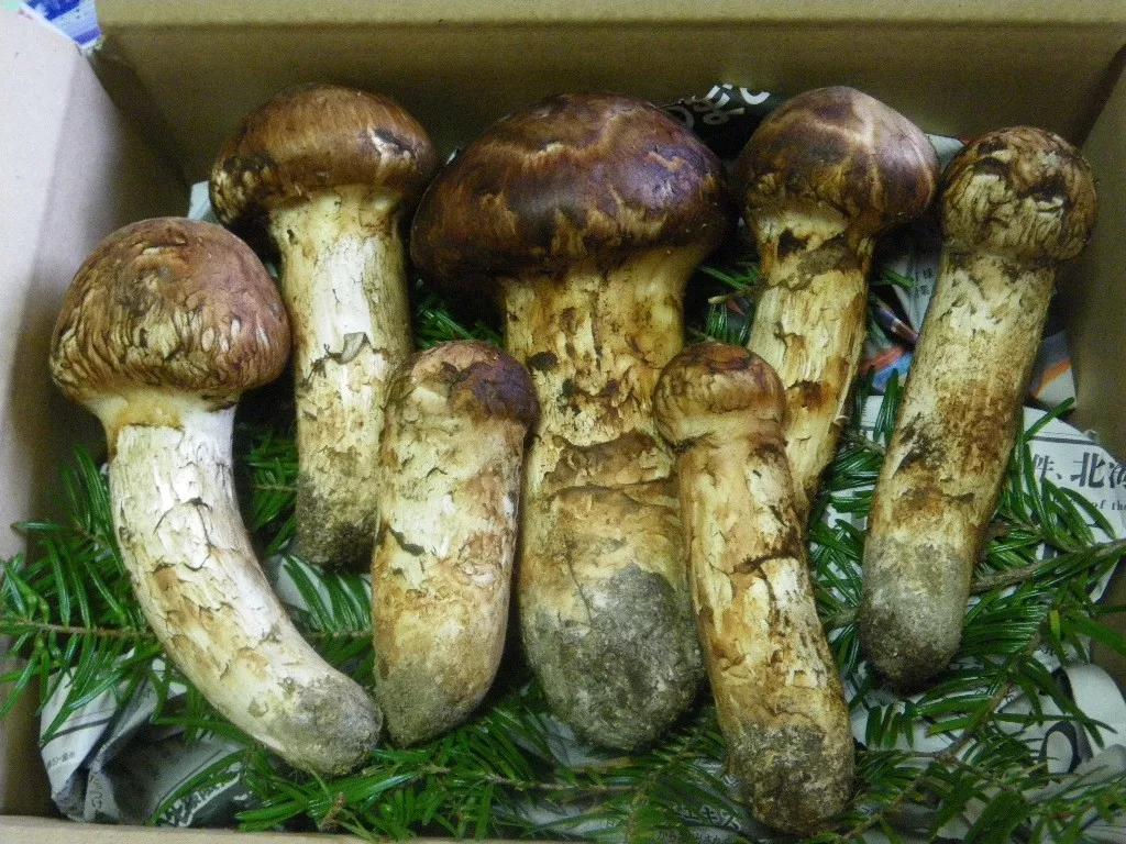 松茸菌干货的吃法,新鲜松茸菌怎么做好吃一点