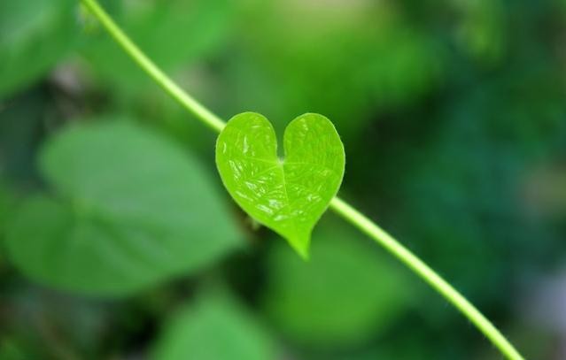 有缘的人,一眼倾心就书写了相思漫卷的爱意