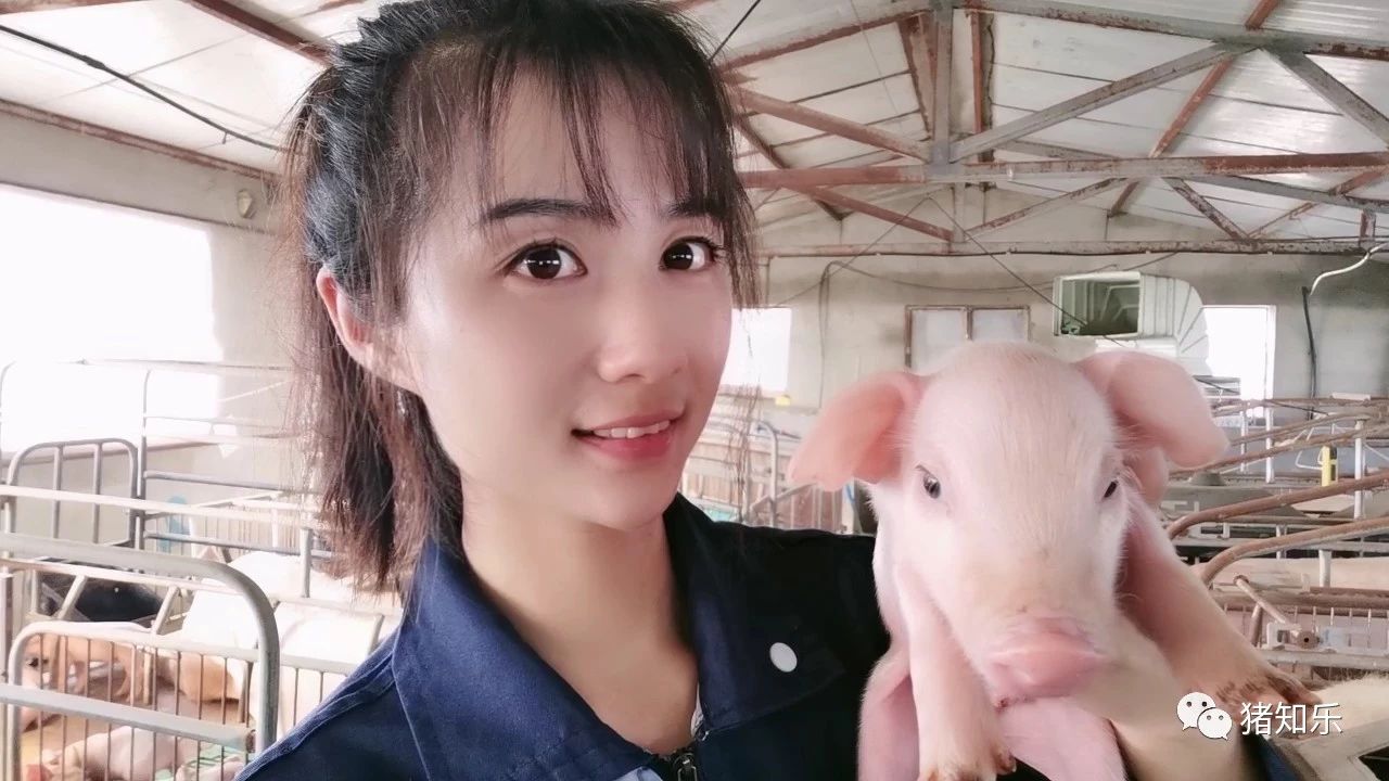 产房猪怎样管理,仔猪寄养流程