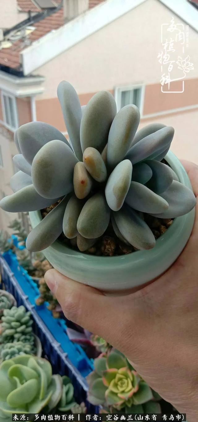 多肉最美的时光,多肉惊艳我的时光