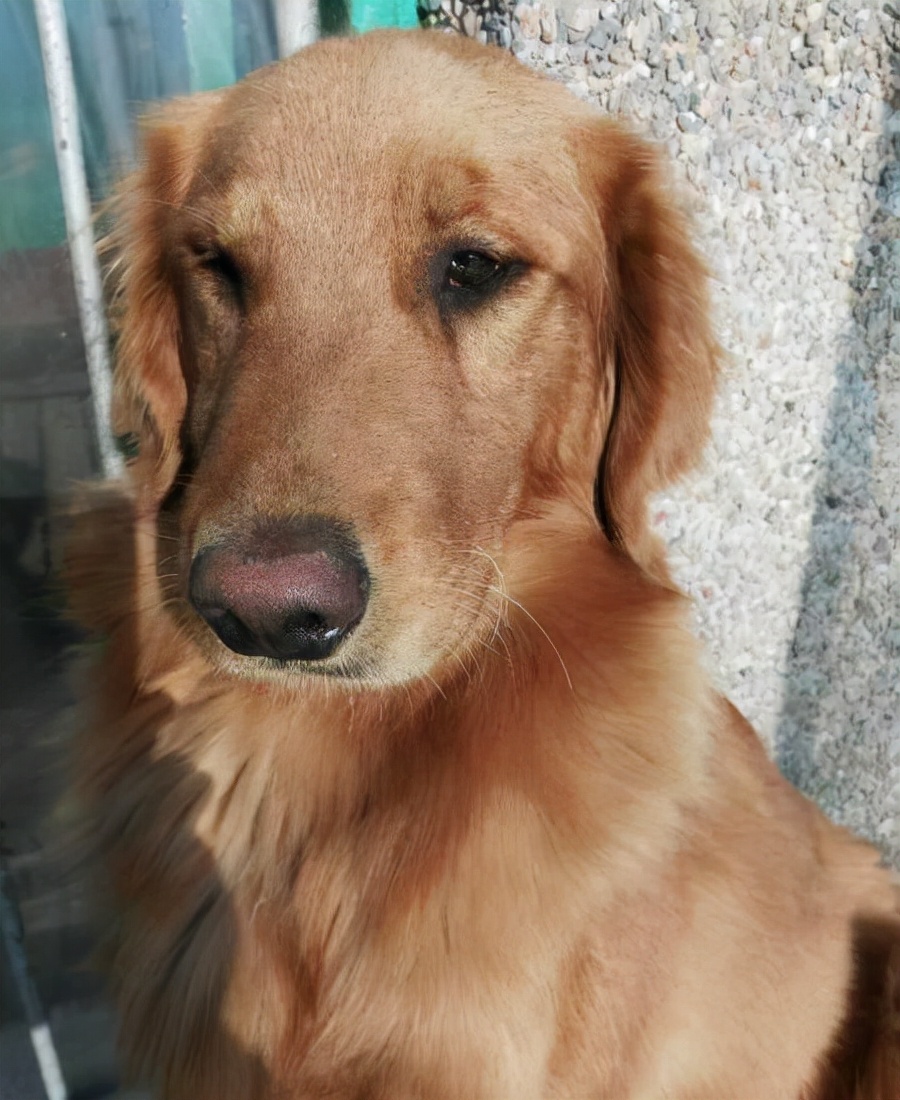 金毛犬有泪痕用什么药,金毛犬泪痕严重怎么去除