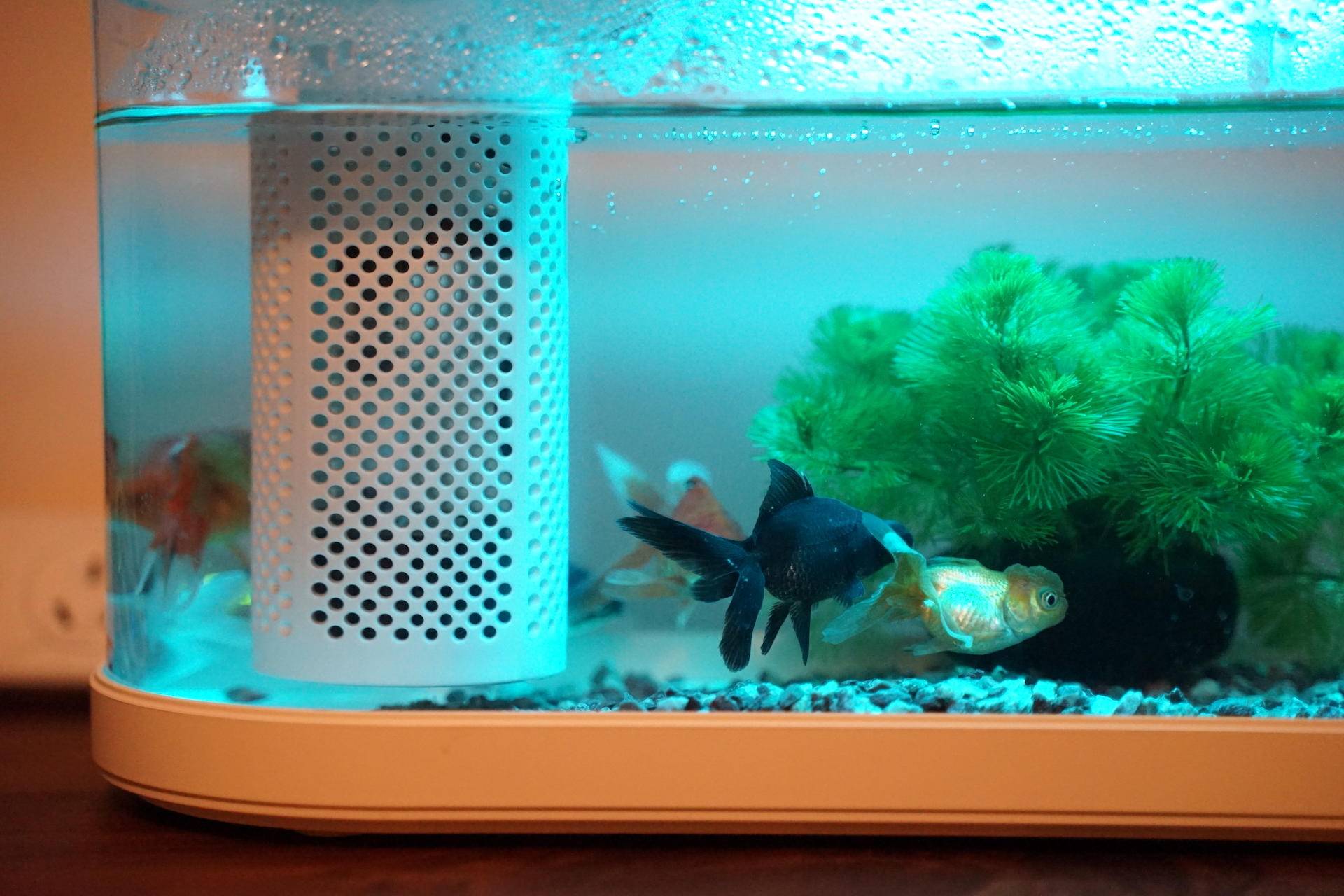 画法几何智能鱼缸开缸,画法几何最新智能模块化鱼缸评测