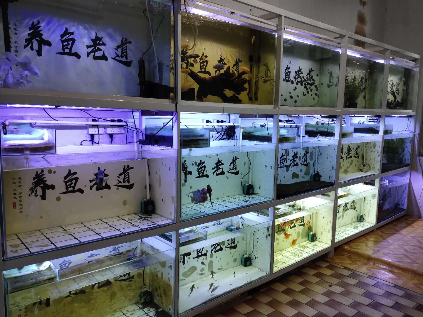 这个事情不是闹着玩的，室内养鱼很多的鱼友，一定要看这篇文章