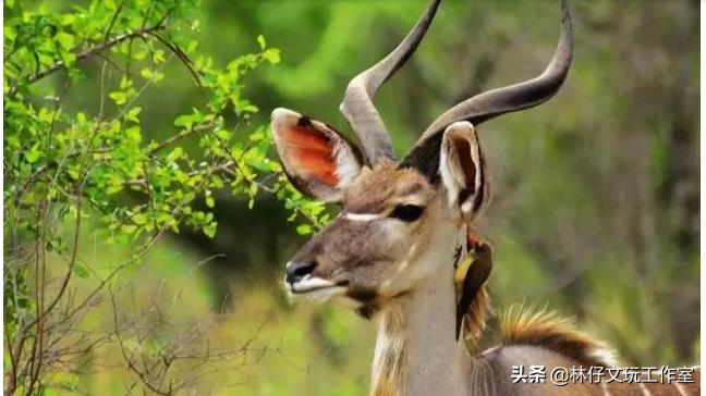 这三种文玩千万别碰,这几种文玩已经跌落神坛