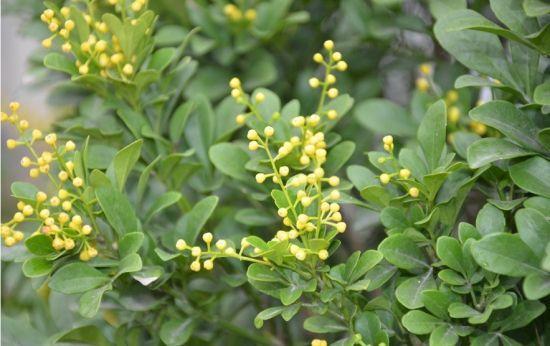 米兰花换土后要马上浇水施肥吗,米兰花怎样浇水施肥