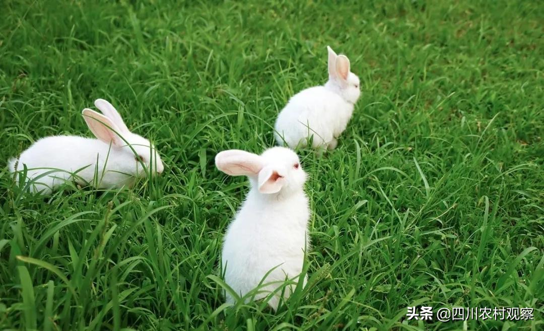 高温天气小兔子怎么照顾,高温期间兔生小兔子怎么办