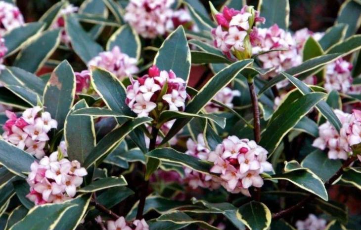 金边瑞香盆栽怎么养才能开花,金边瑞香花怎么养开花最棒