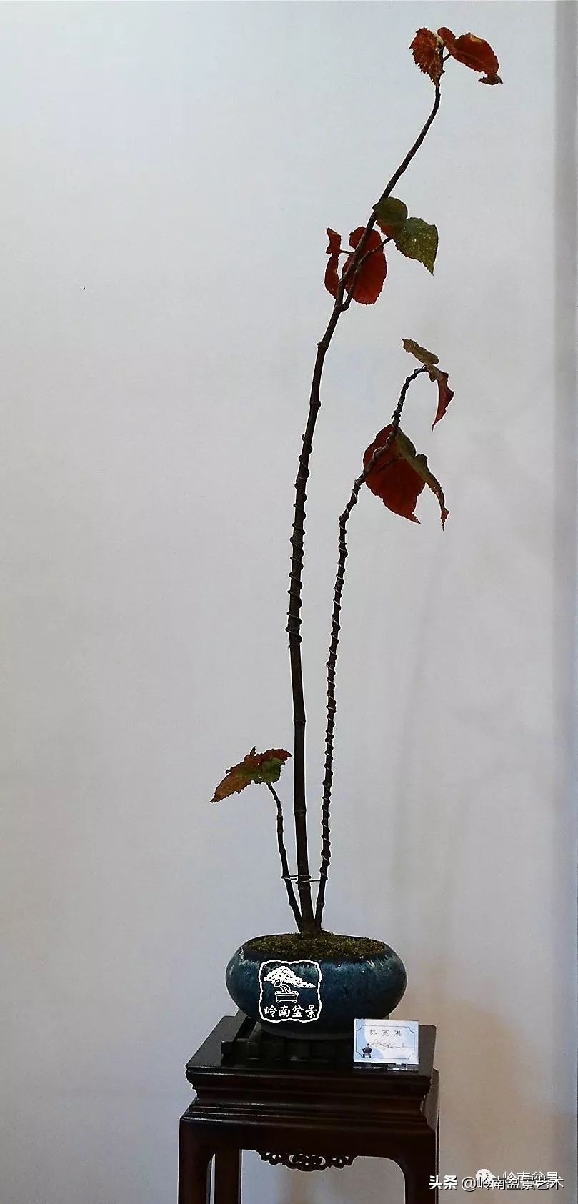 文人杂木盆景精品欣赏,可以做盆景的杂木图片大全