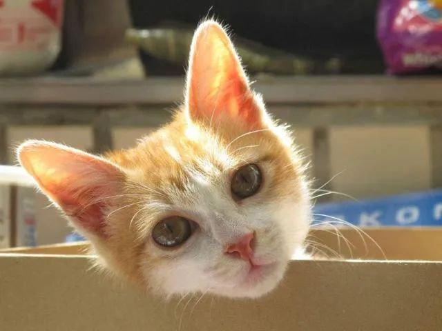 当我觉得养猫很贵时可以养什么猫,不考虑价格新手养什么猫好