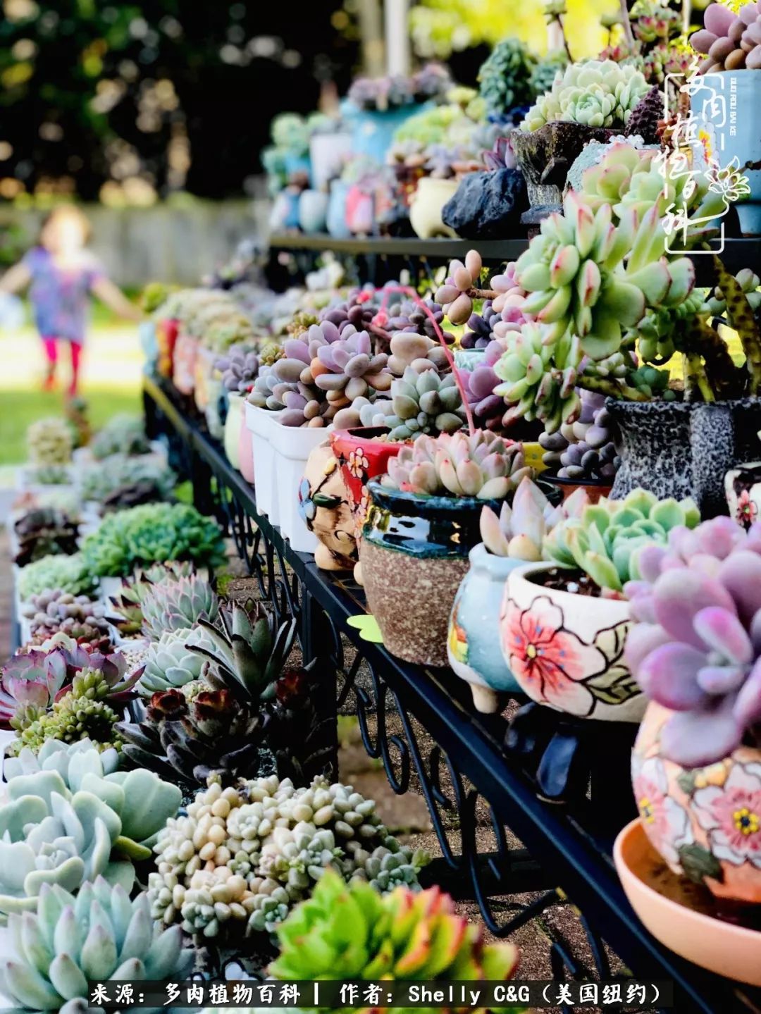 美国纽约有多少华裔人,美国纽约有多少个华人