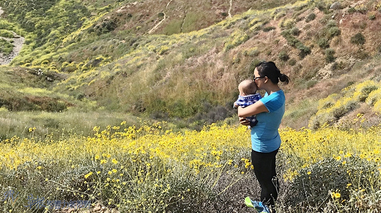加州野花,加州野花的视频