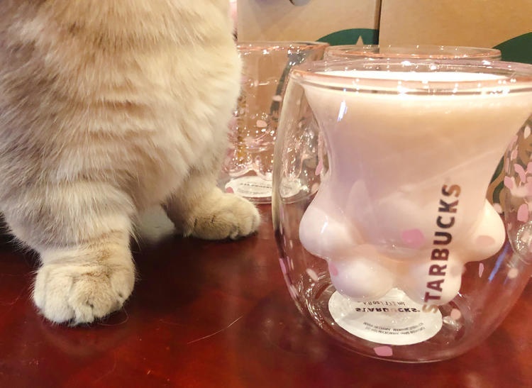 猫爪杯大打出手,为猫爪杯大打出手