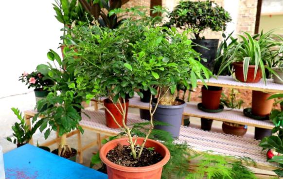 盆栽米兰花修剪技巧,米兰花怎么修剪叶子上有白色斑点