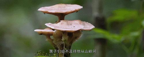 有特色的古滇美食,美食入滇记相关资讯