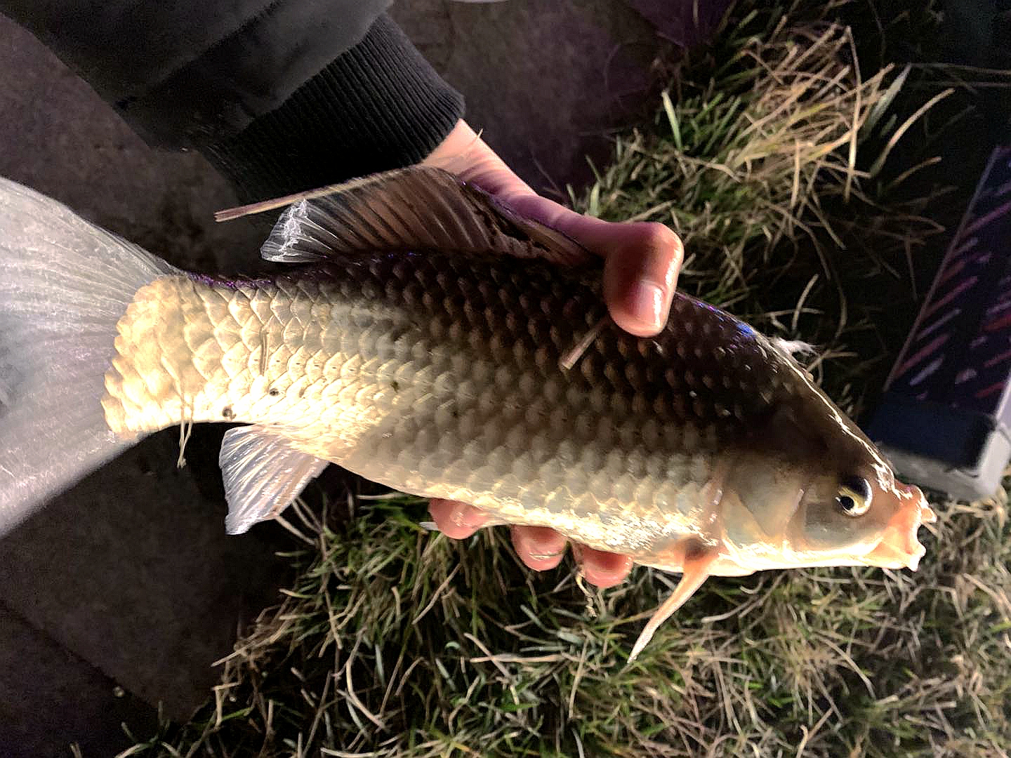 辟谣关于鱼线的几大谣言,鱼线线号大小对上鱼有影响吗
