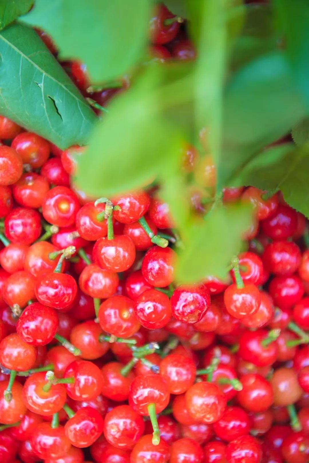 吃货们有福啦 ! 攀枝花承包了你一年的甜蜜……