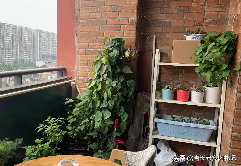 多肉怎么才能发现有蚧壳虫,多肉预防蚧壳虫吡虫啉几天喷一次