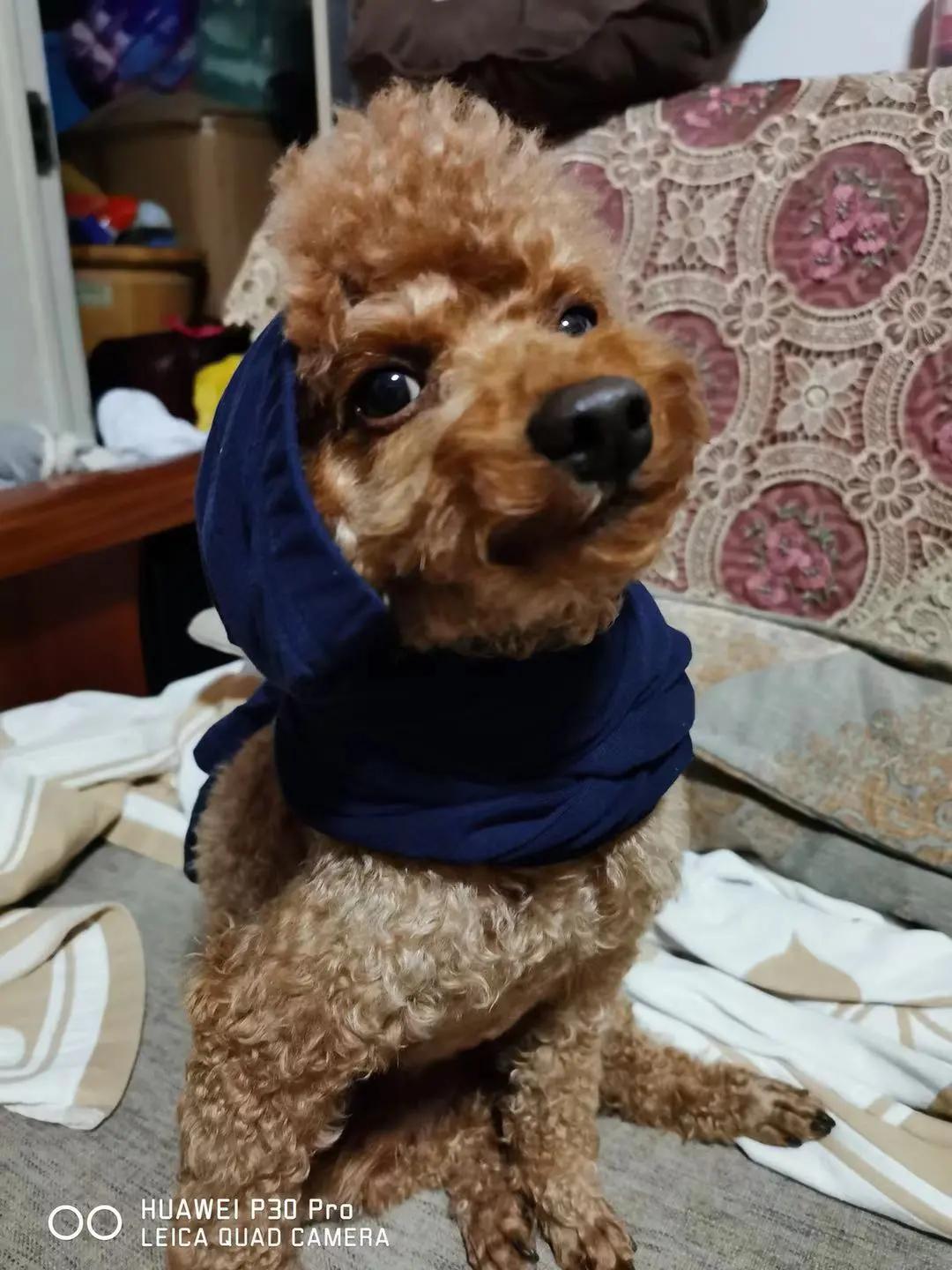 男生猛犬穿女装,男生细狗穿女装