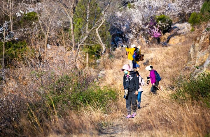 日照最美桃源,寻找最美春天日照惊艳全城