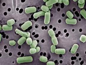 乳酸杆菌,乳酸杆菌有哪些菌种