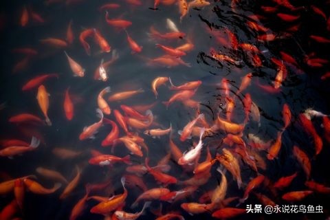 怎么把金鱼的蛋孵化出来,怎么让金鱼生蛋