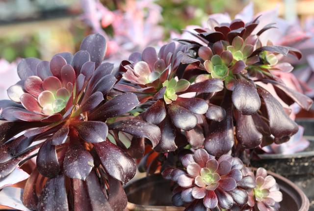 怎样把多肉黑法师养成老桩,多肉黑法师怕雨水淋吗