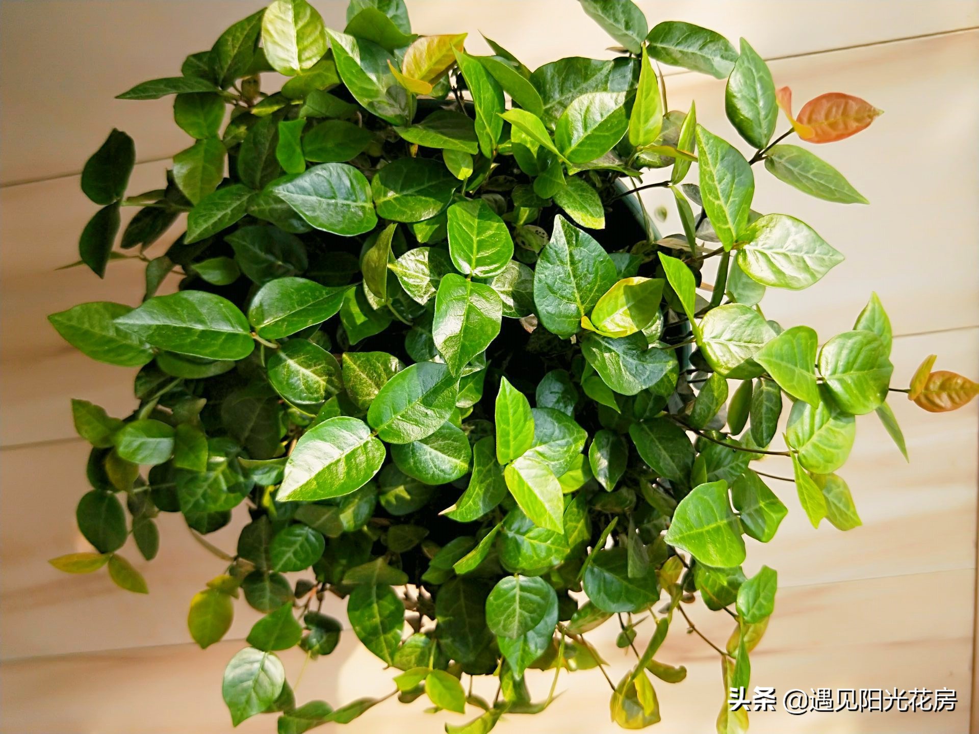 “变色植物”花叶络石,养护成彩叶,2方面要做好!