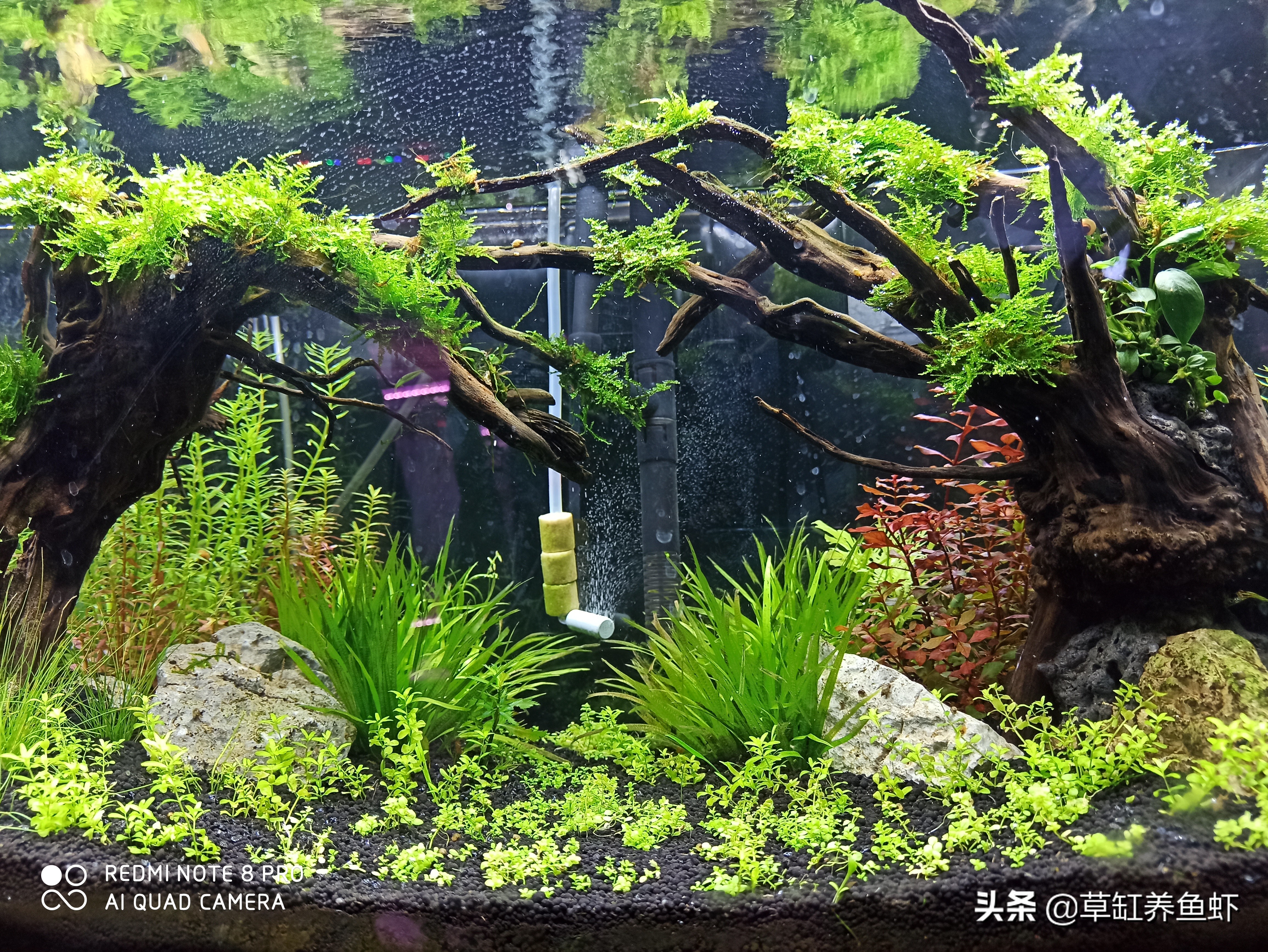 入坑草缸玩水草，这5点很重要，没“两把刷子”你也能玩