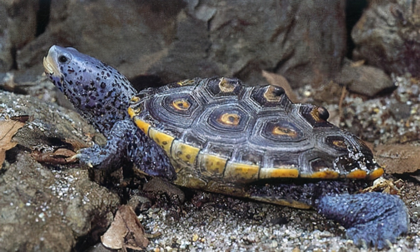 龟类大百科,大眼睛龟类